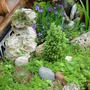 Sisyrinchium 'rocky point' in the alpine garden.June 2008. (Sisyrinchium idahoense 'Rocky point')