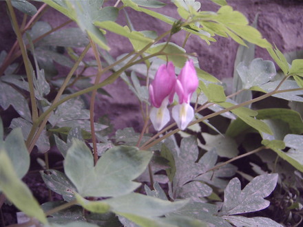 Bleeding hearts still blooming (Dicentra eximia (Bleeding Heart))