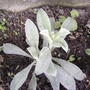 2008-06-20_039