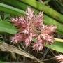 DSC00453.jpg