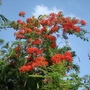 Delonix.jpg (Delonix regia (Acacia Roja))