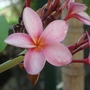 Plumeria.jpg (Plumeria rubra (Atabaiba Rosada))