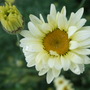 Anthemis__sauce_hollandaise_