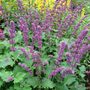 Salvia vercillicata 'Purple Rain' (Salvia verticillata)