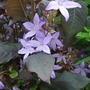Lysimachia ciliata