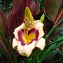 Favorite plant combinations (hemerocallis  'canadian border patrol' and canna 'tropicana')