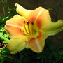 Some of my favorite daylilies, it's that time of year again ! (hemerocallis  'veins of truth')
