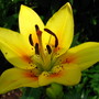 Asiatic lily  'grand cru' 