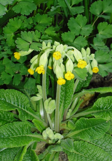 Cowslip (Primula veris) (Primula veris)