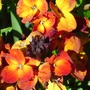 Wallflower