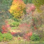 Louis__Liquodamber_across_the_carpetgarden.jpg