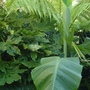 View of part of the southern hemisphere garden. (Musa basjoo (Japanese banana))