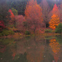 Somber_late_autumn_dawn__leaves_on_the_water