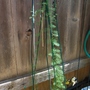 cypress vine (Ipomoea quamoclit (Cambustera))