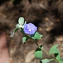 Evolvulus Blue Daze (Evolvulus)