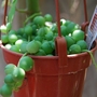 Senecio (senecio rowleyanus)