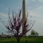 Cercis (Cercis canadensis (Eastern Redbud))