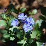 Plumbago (Ceratostigma plumbaginoides)