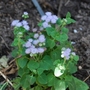 Ageratum (Conoclinium coelestinum)