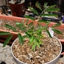 Delonix june (Delonix regia)