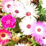 Jackie_s_Garden_Picture_s__19th_June_08_019.jpg