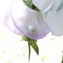 Jackie_s_Garden_Picture_s__19th_June_08_038.jpg (??)