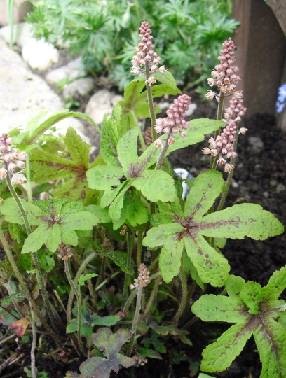 Tiarella 'Spring Symphony' (Tiarella cordifolia (Foam flower))