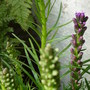 Liatris 'Kobold' (Liatris Kobold)