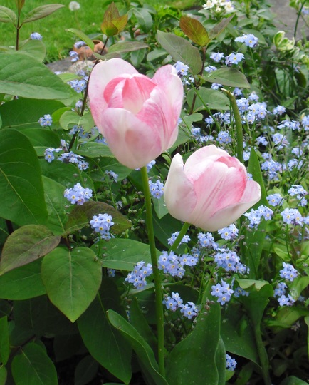 Tulipa 'Shirley' (Tulipa 'Shirley')