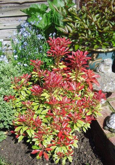 Pieris japonica 'Carnaval'