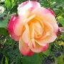 Rose - Masquerade.