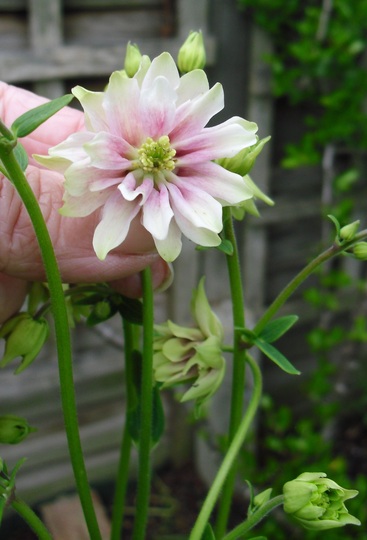 Aquilegia