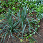 Unknown green root plant - planted by squirrels (Possibly a Yucca filamentosa or Adam's Needle Yucca)