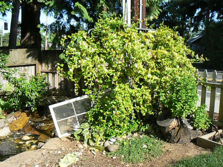 Star Jasmine - Honeysuckle - Spearmint (Trachelospermum jasminoides; Lonicera japonica; Mentha spicata)