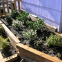 Border plants on the North