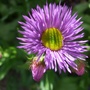 Erigeron