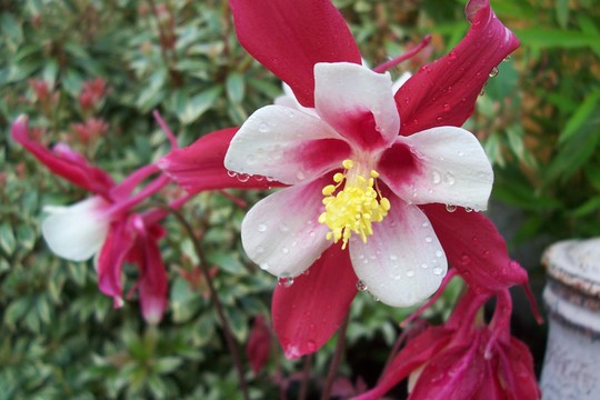 Aquilegia Crimson red