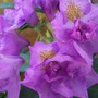 Rhododendron