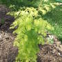 Dawn Redwood 'Goldrush'