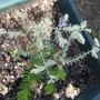 Taxodium distichum 'Cajun Snowfall'