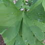 Ginkgo biloba 'Bullwinkle'