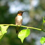 Ruby-throated Hummingbird 