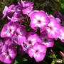 Garden Phlox "Laura" (Phlox paniculata (Perennial phlox))