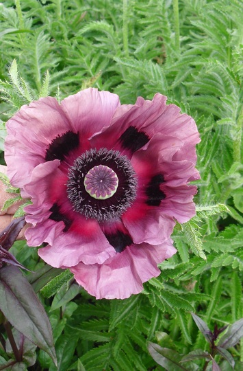 Papaver orientale 'Patty's Plum' (Papaver orientale)