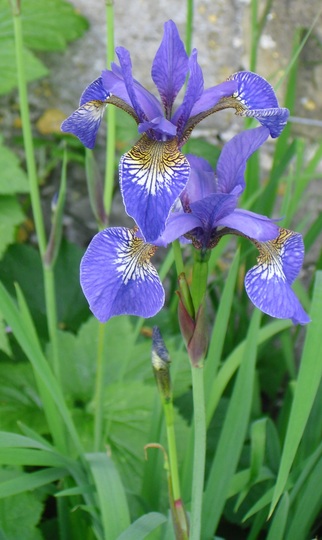 Iris sibirica 'Tropic Night'