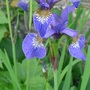 Cimg6997iris_sibirica_tropic_night