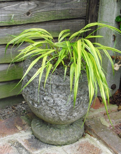 Hakonechloa Macra 'Aureola' grass