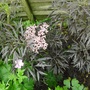 Cimg7159sambucus