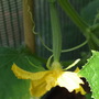 Jackie_s_Garden_Picture_s__19th_June_08_120.jpg