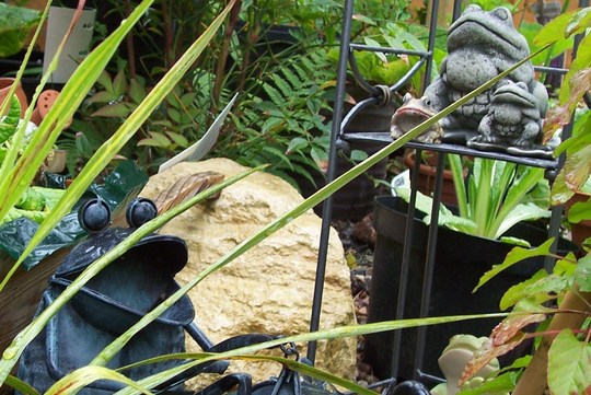 As happy as frogs in a Froggery (if there is such a thing)